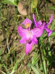 Calopogon oklahomensis