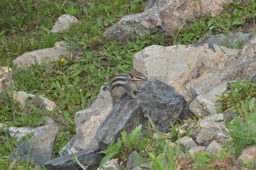 Siberian Chipmunk