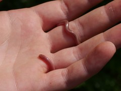 Xerotyphlops vermicularis