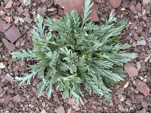 Phacelia sericea, photograph 6
