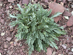 Phacelia sericea, photograph author not stated, no rights reserved