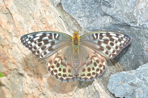 Silver-washed Fritillary