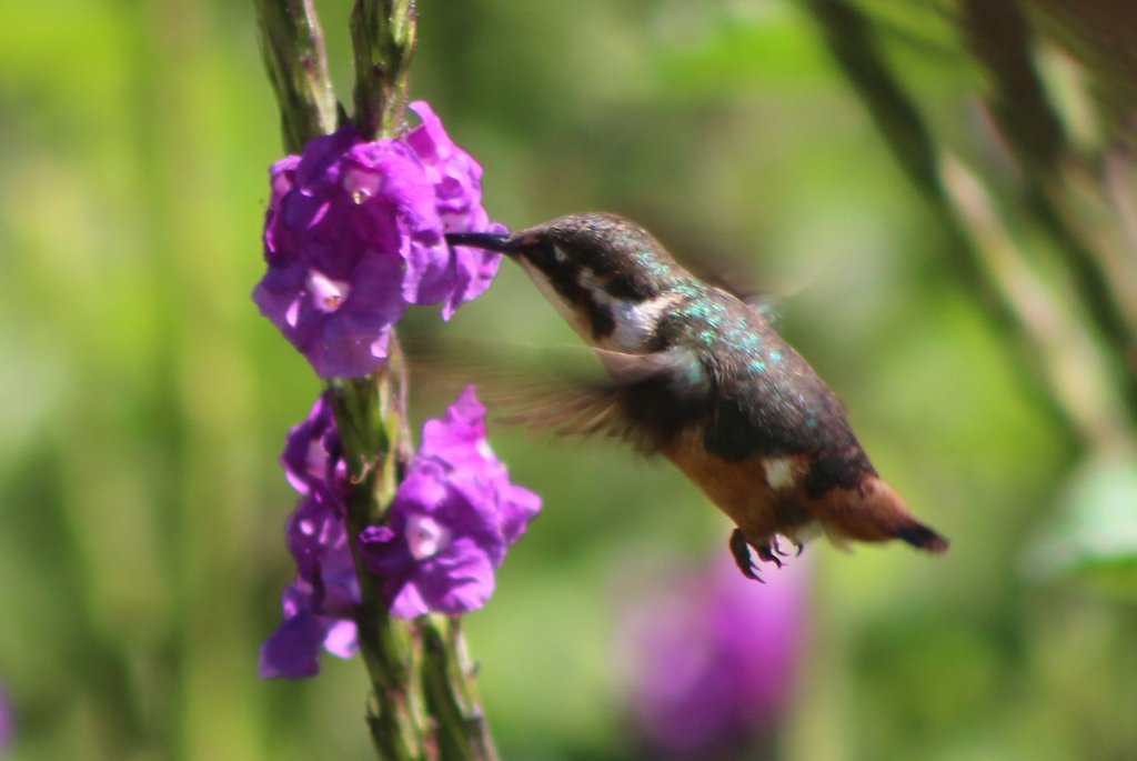 Colibrí de Heliodoro, Chaetocercus heliodor