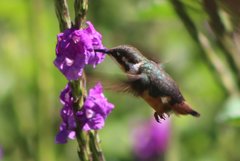 Chaetocercus heliodor
