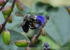 Megachile amparo