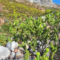 Erica brachialis