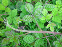 Rubus dasyphyllus