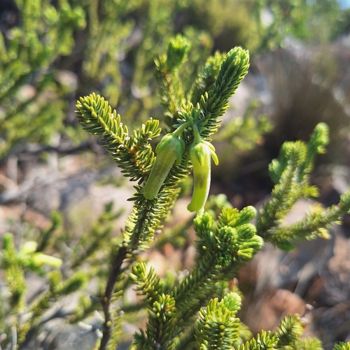 Erica brachialis, photograph 1