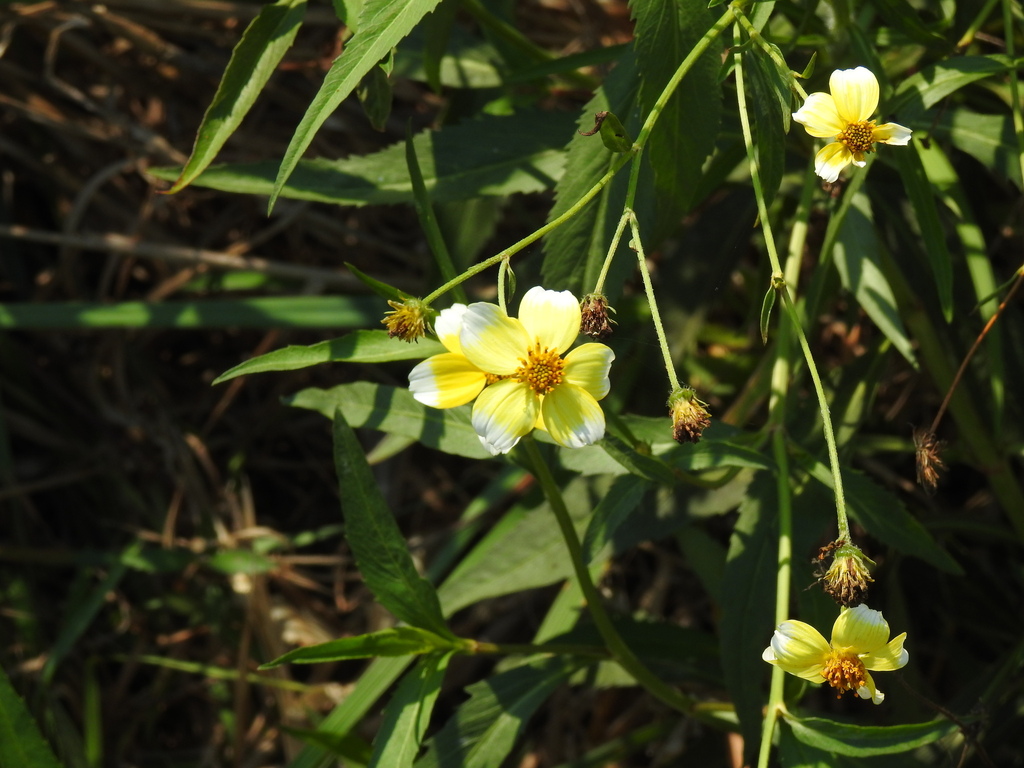 Bidens aurea; photograph (c) Duarte Frade, some rights reserved (CC BY)