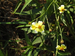 Bidens aurea