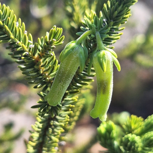 Erica brachialis, photograph 2