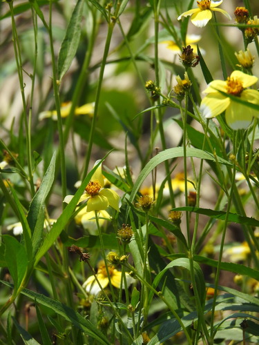 Bidens aurea, photograph 1