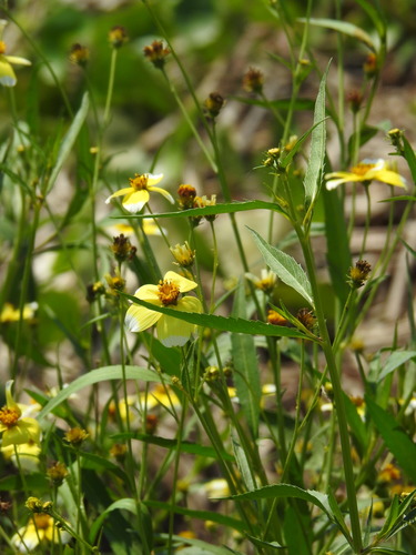 Bidens aurea, photograph 2