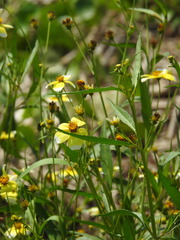 (c) Duarte Frade, some rights reserved (CC BY) Bidens aurea, photograph (c) Duarte Frade, some rights reserved (CC BY)