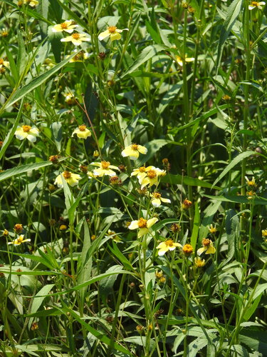 Bidens aurea, photograph 3