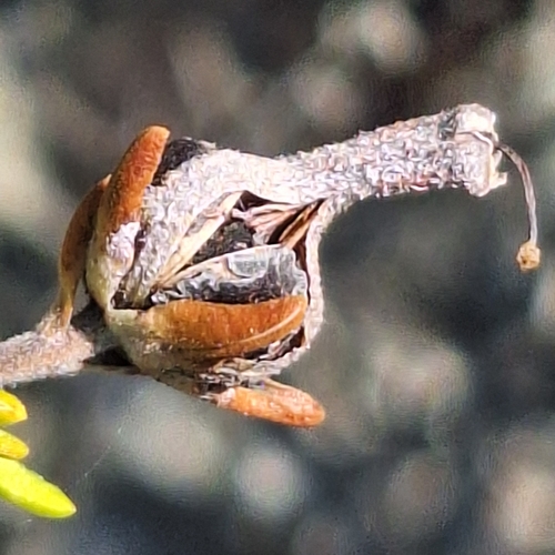 Erica brachialis, photograph 4
