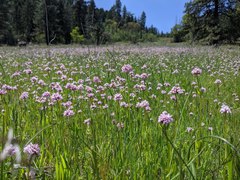 Plectritis congesta brachystemon