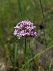 Plectritis congesta brachystemon