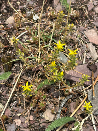 Sedum stenopetalum, photograph 2