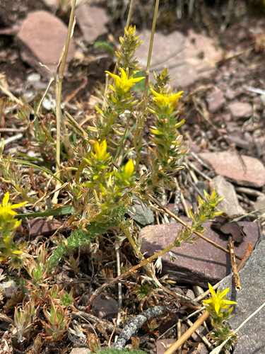 Sedum stenopetalum, photograph 3
