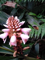 Alpinia sessiliflora
