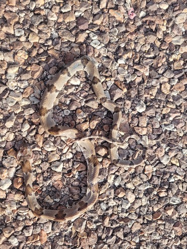 Texas Lyre Snake