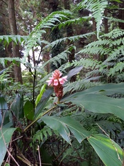 Alpinia sessiliflora