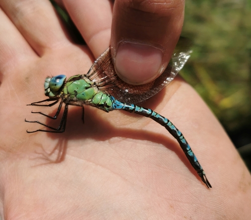 Green Hawker