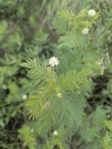 Illinois bundleflower