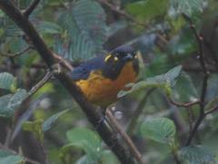 Anisognathus lacrymosus