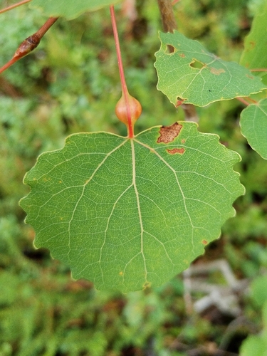 Contarinia petioli