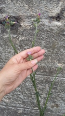 Carduus arabicus