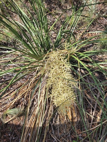Foothill Beargrass