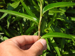Persicaria decipiens, photograph (c) Duarte Frade, some rights reserved (CC BY)