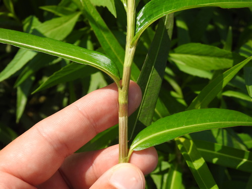 Persicaria decipiens, photograph 5
