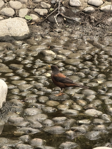 Chestnut Thrush