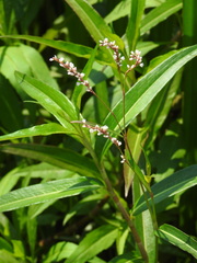 Persicaria decipiens, photograph (c) Duarte Frade, some rights reserved (CC BY)