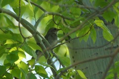 Turdus atrogularis × ruficollis