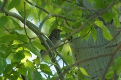 Turdus atrogularis × ruficollis