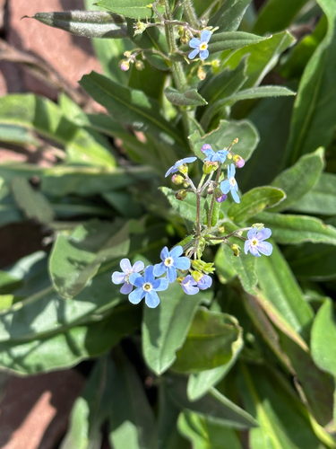 Hackelia micrantha