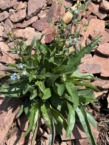 Hackelia micrantha, photograph 2