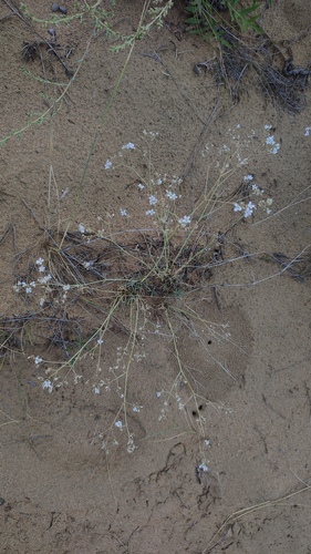 Gypsophila patrinii, photograph 3