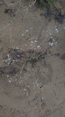 Gypsophila patrinii, photograph (c) Svyatoslav Knyazev, some rights reserved (CC BY)