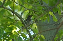 Turdus atrogularis × ruficollis