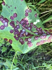 Puccinia phragmitis