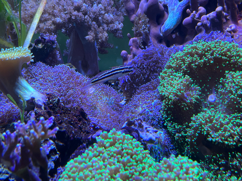 Link's goby (Amblygobius linki) — Gobiidae — 4