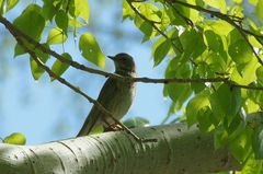 Turdus atrogularis × ruficollis