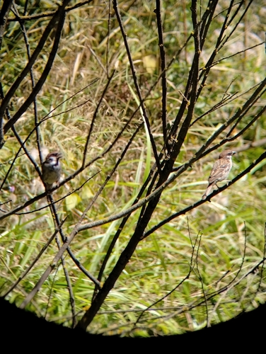 Eurasian Tree Sparrow