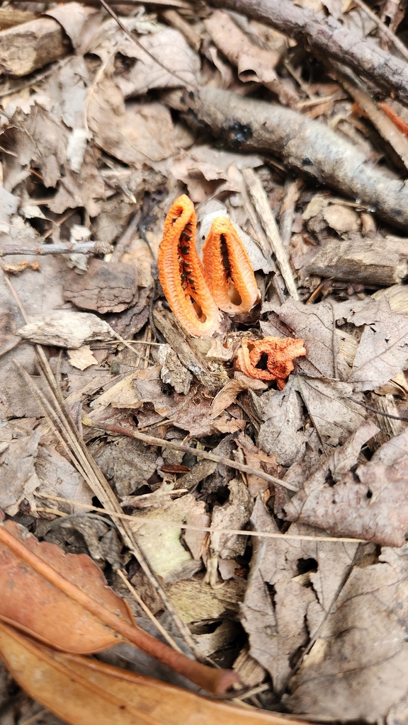 stinky squid · August 2026 · photo: Photo: (c) SReeser, some rights reserved (CC BY) · iNaturalist