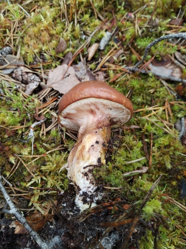 Purple-veiled Slippery Jack